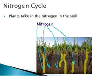 Atmosphere - Nitrogen Cycle