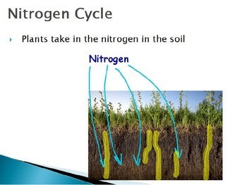 Atmosphere - Nitrogen Cycle