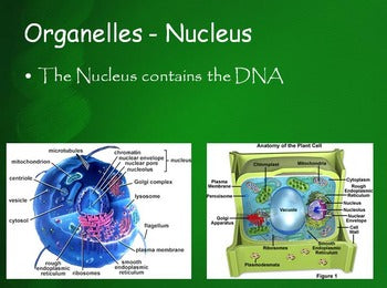 Life Science Units - 8 Units (An entire school years worth) – Engaging ...