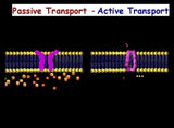 Cell Transport - Active and Passive Transport; Osmosis; Diffusion