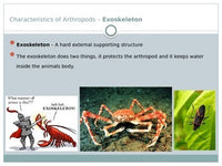 Animals - Arthropods