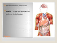 Anatomy - Human Body - Body Organization