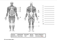 Muscles and Bones Webquest
