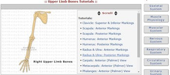 Muscles and Bones Webquest – Engaging Einsteins