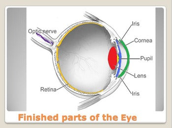 Anatomy - Human Body - Parts of the Eye w/worksheet (POWERPOINT)