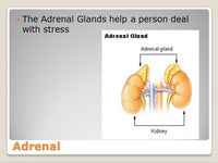Endocrine System (Glands) Unit