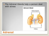 Endocrine System (Glands) Unit
