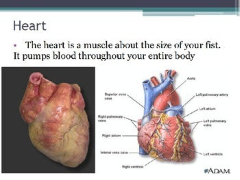 Diseases - Heart Disease