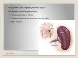 Anatomy - Human Body - Lymphatic System