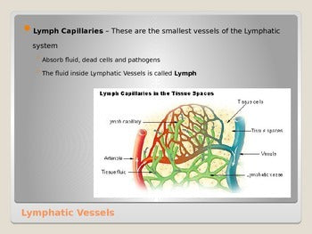 Anatomy - Human Body - Lymphatic System