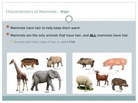 Animals - Mammals