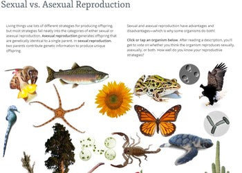 Cell Reproduction - Sexual and Asexual Reproduction Webquest